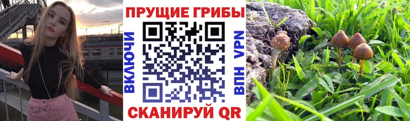 Галлюциногенные грибы Magic Shrooms  купить наркотики цена  Верхний Тагил 